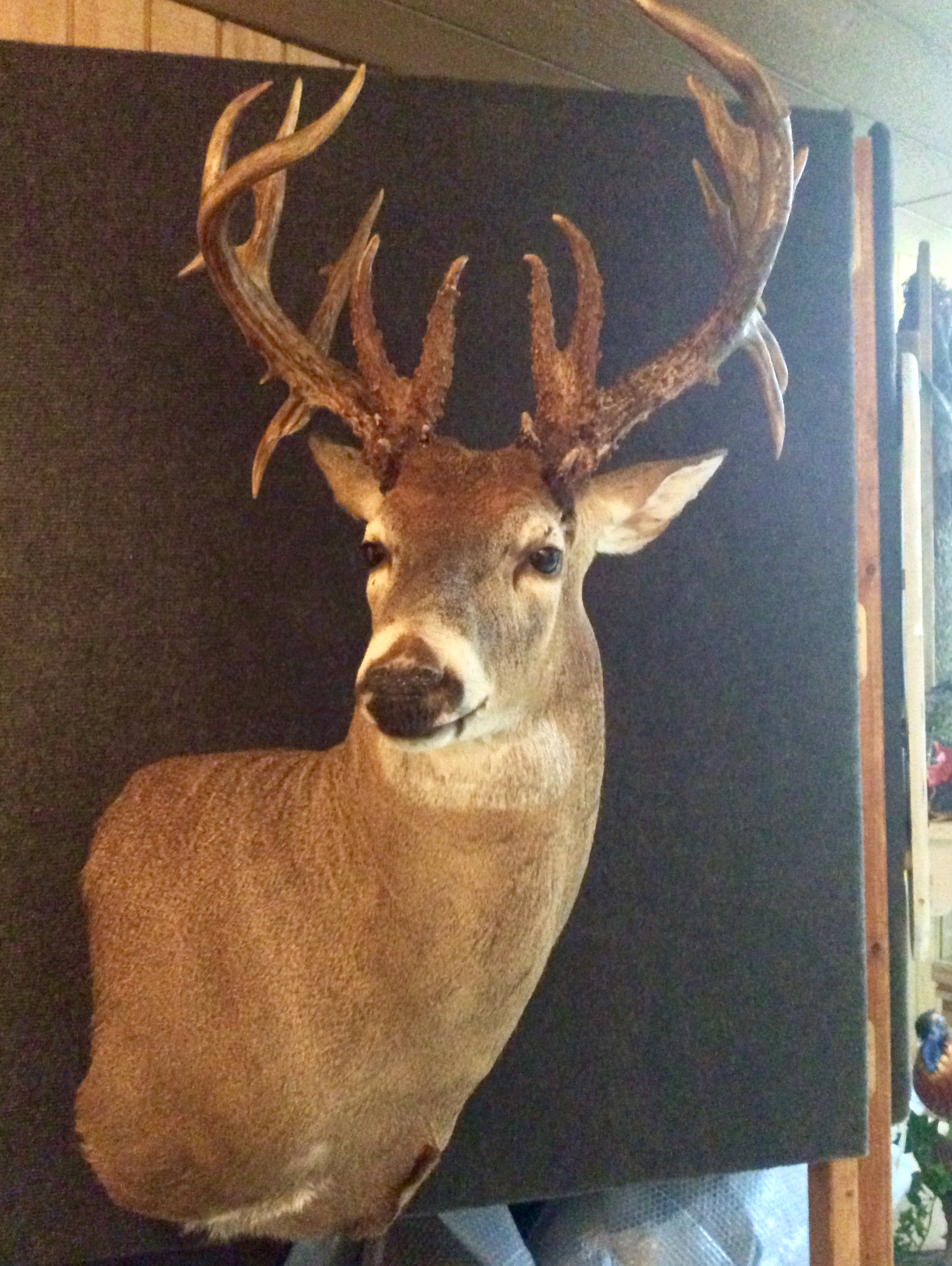 Walker's Touch Of Nature Taxidermy